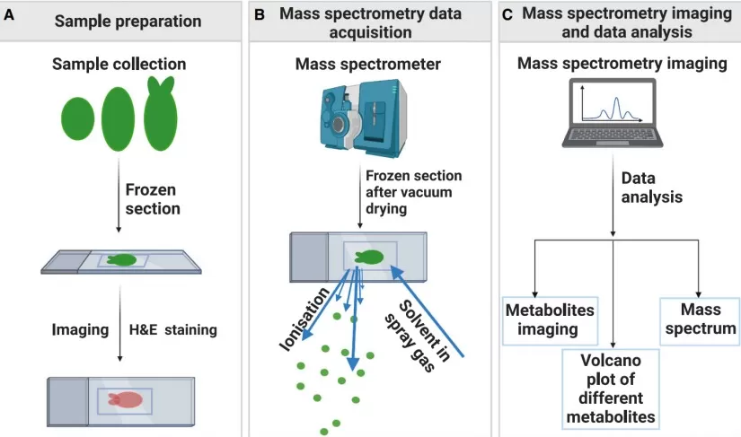 Spatial metabolomics analysis of plant samples